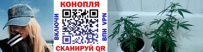 Каннабис планчик  Лыткарино 